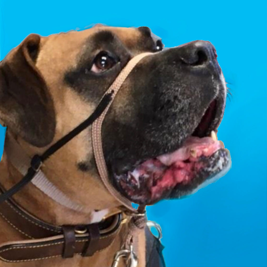 Snoot Loop Head Collars | Dogs With Issues